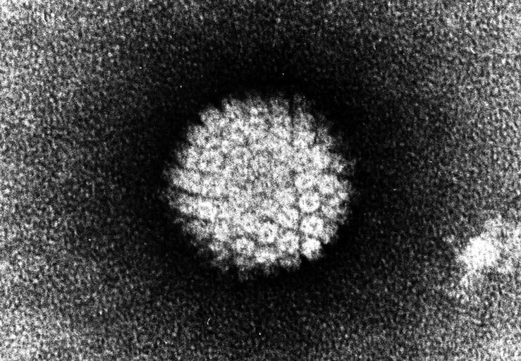 Human papillomavirus that causes skin damage