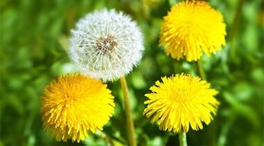 How to get rid of papillomas using folk remedies