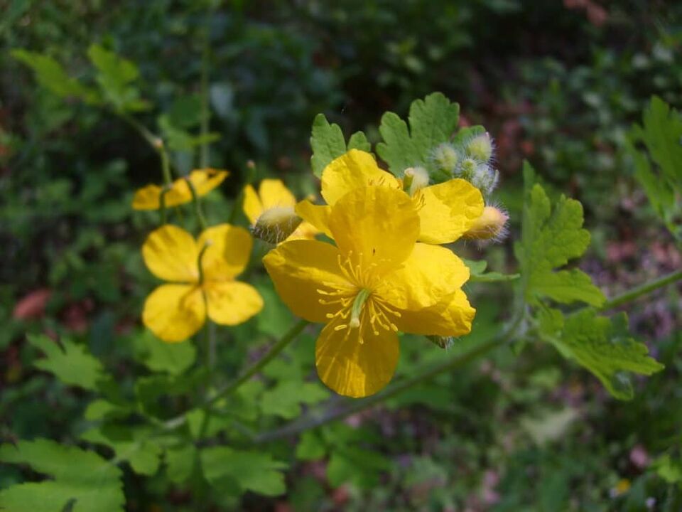 Using celandine to treat warts