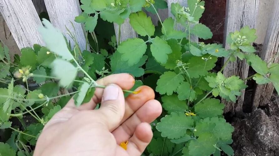 Celandine Herb Juice for Papilloma Removal
